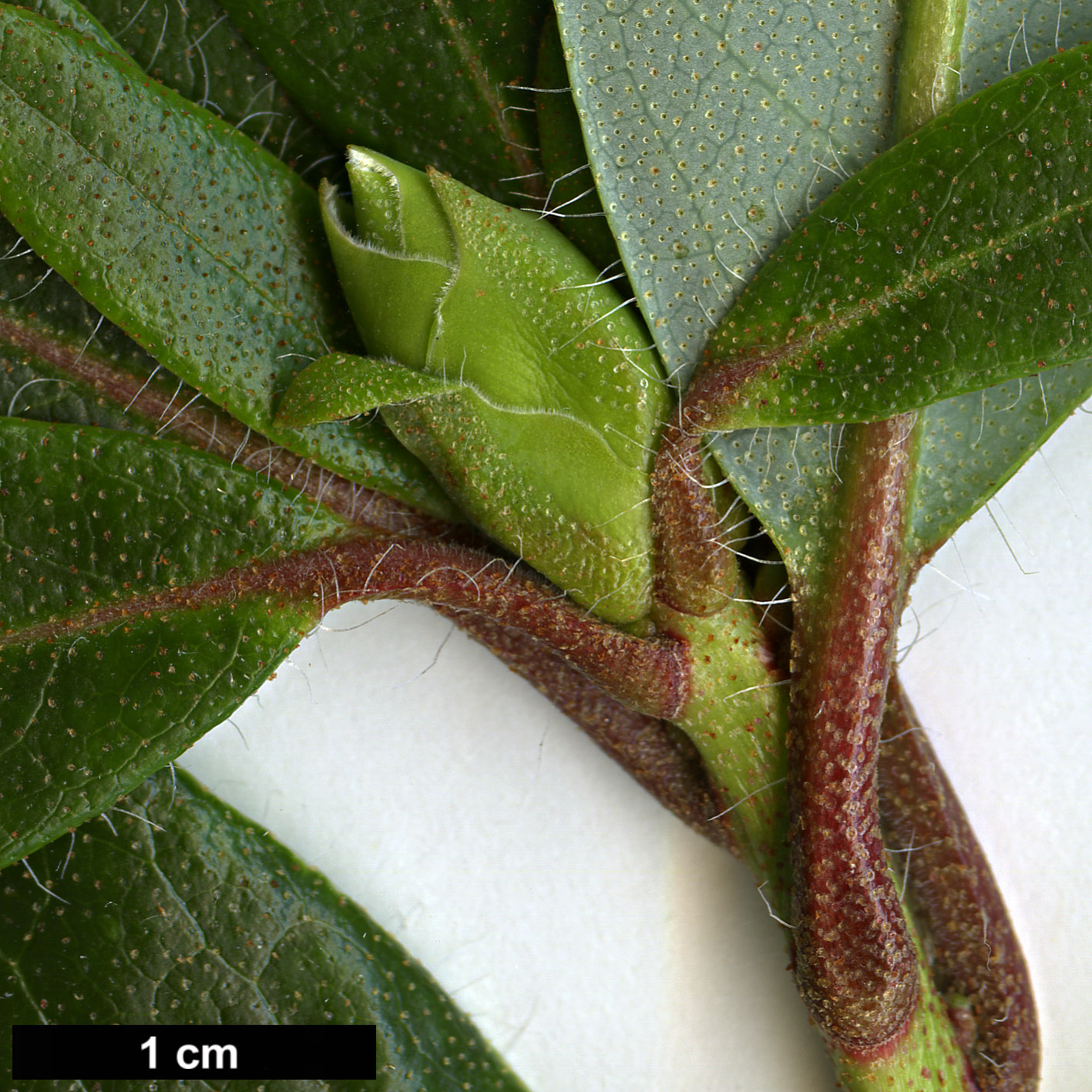 High resolution image: Family: Ericaceae - Genus: Rhododendron - Taxon: levinei